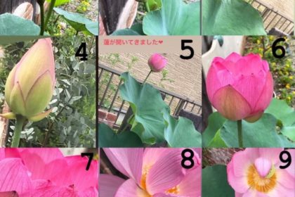 さまざまなステップを持つ蓮の花の写真。